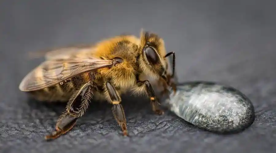 模仿动物界的"超级狠角色":贝氏拟态,有这么多?_模拟_黄蜂_蜜蜂