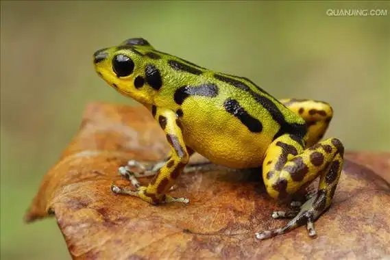 p>草莓箭毒蛙( i>oophaga pumilio /i>),又名草莓毒刺蛙,箭毒蛙科