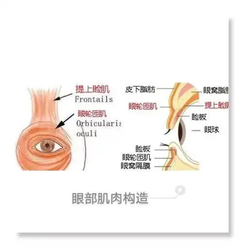 割过的双眼皮还能消失?(上)