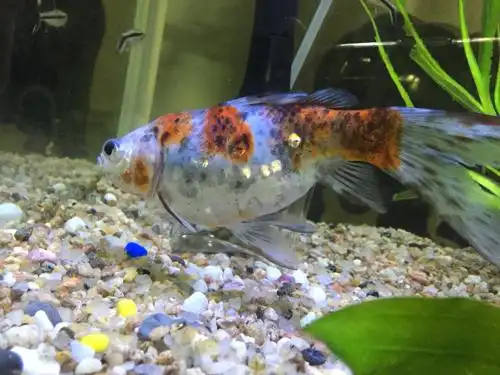 我的锦鲤是怎么了,肚子突然很大,是怀孕了吗?还是生病了,不爱动了.