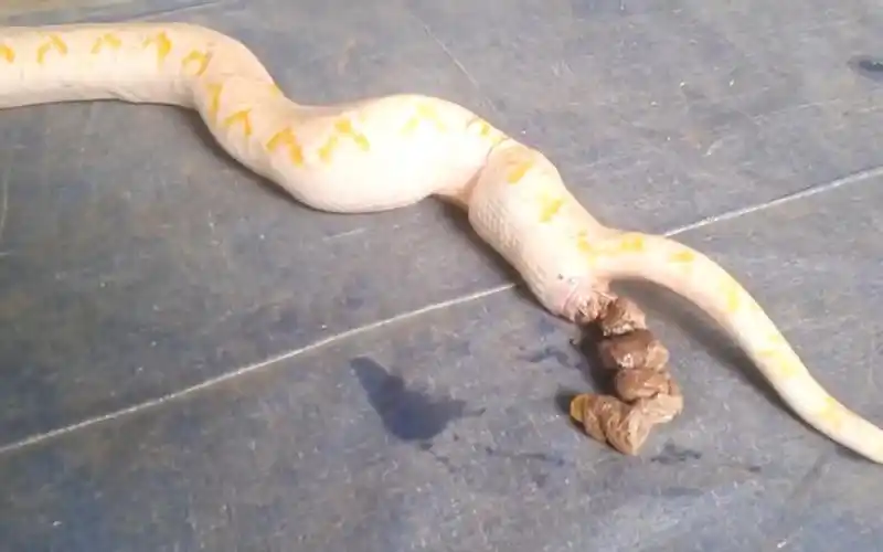 见过拉粑粑的蛇吗?