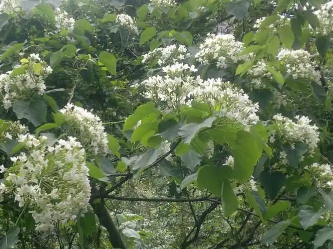 树种种子新采乔木油桐桐油桐子中国木油种籽家庭园艺种子