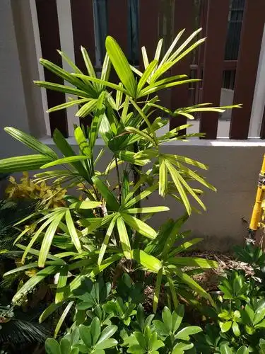 尚海棠小区的植物(下)