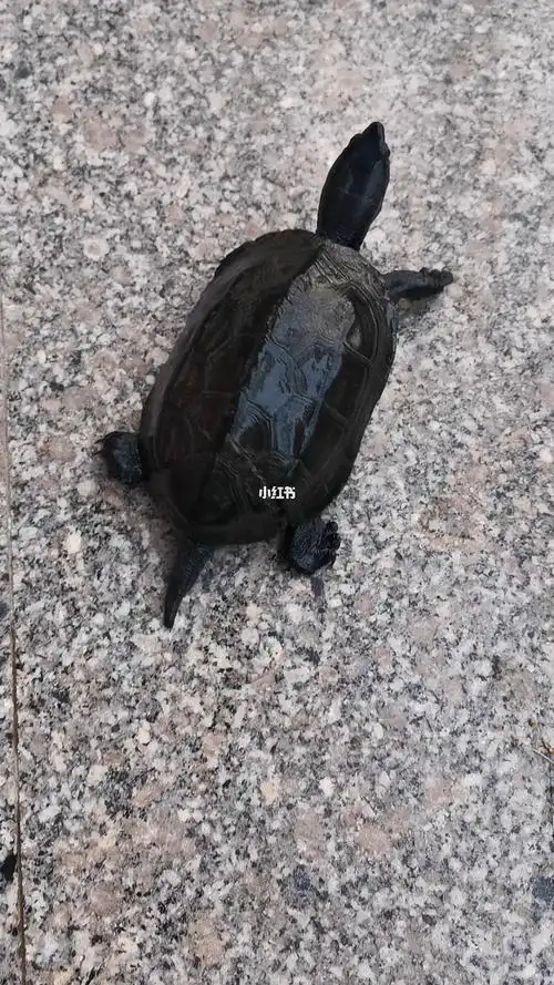 皖南新鲜出水七两刀刻纹墨龟裙边瑕疵