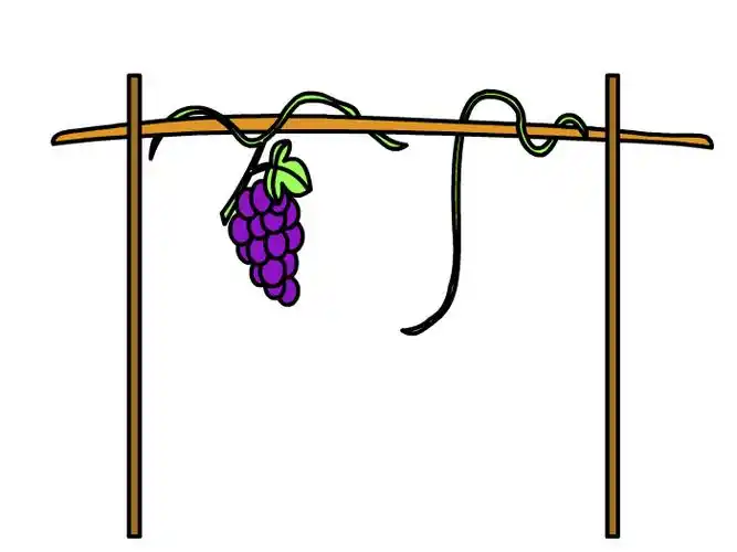 葡萄架怎么画