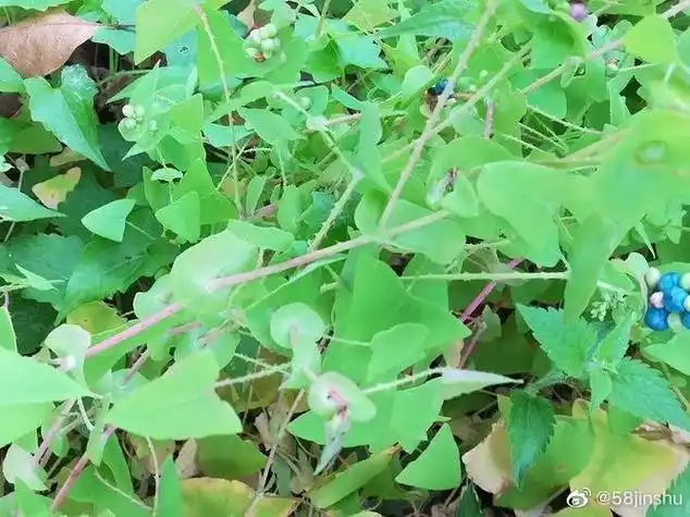 杠板归:俗称蛇倒退,刺犁头,倒金钩,退血草等,为蓼科贯叶蓼的全草,一年