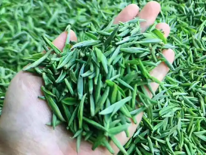 湖北十大名茶之一的竹溪梅子贡茶春茶上市啦!