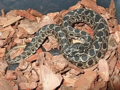中国十大毒蛇之一的圆斑蝰,背部以圆形斑点而得名毒性很强!_蝰蛇
