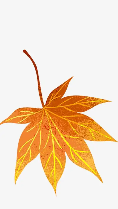 手绘一片漂亮枫叶