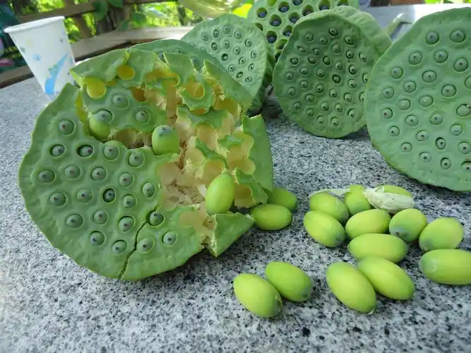 夏季不可错过的好零食——莲蓬