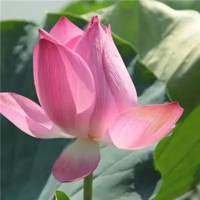 如诗如画荷花头像,粉嫩娇媚的荷花图片