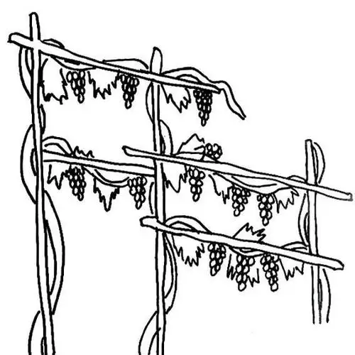葡萄架简笔画