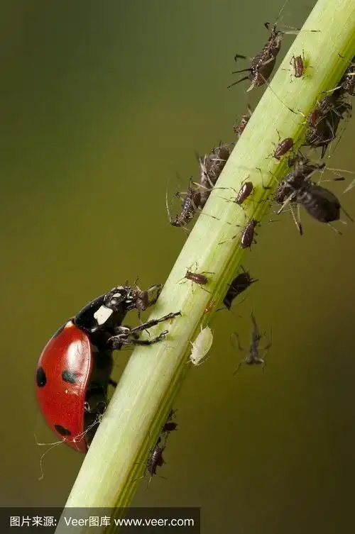 瓢虫捕食蚜虫