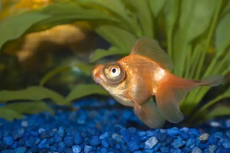 鲤鱼,圆形,金鱼,鱼,鱼缸,水产,鱼类,自然,动物,摄影,淡水鱼,水生动物