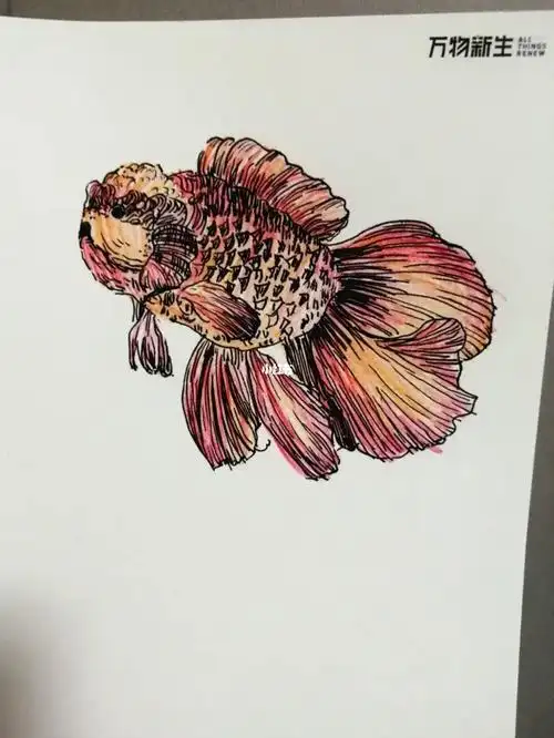 小金鱼彩铅钢笔画