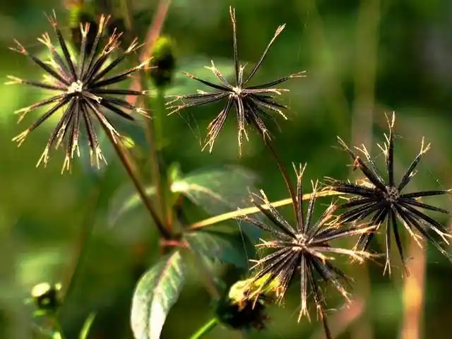 原创一种植物野草人称豆渣草种子很烦人茎叶好吃是中药材