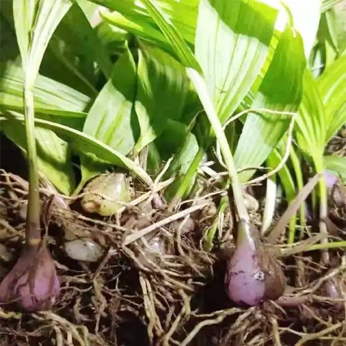 云南冰球子价格冰球子图片冰球子种子