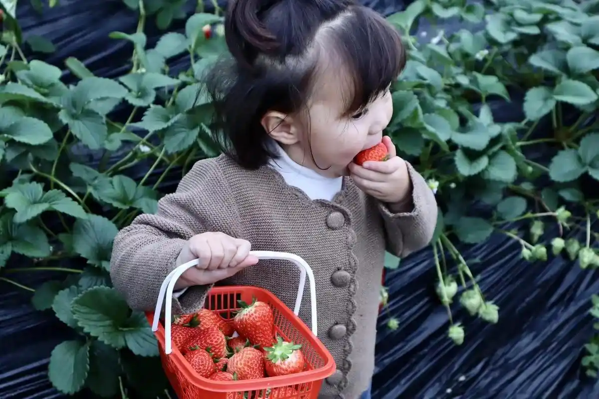 爱吃草莓的宝宝 ,每天都要甜甜的 ,请你慢慢长大,开心的长大 - 抖音