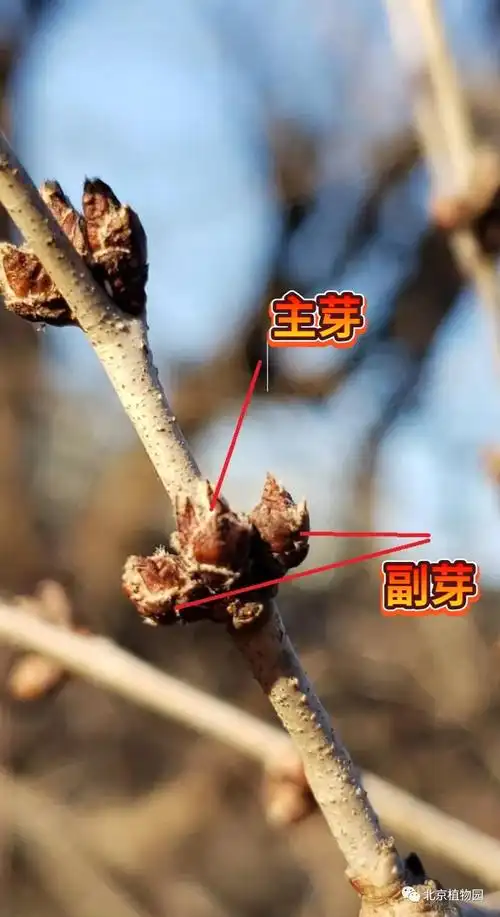 爱绿一起丨植物冬态观察——芽叶篇