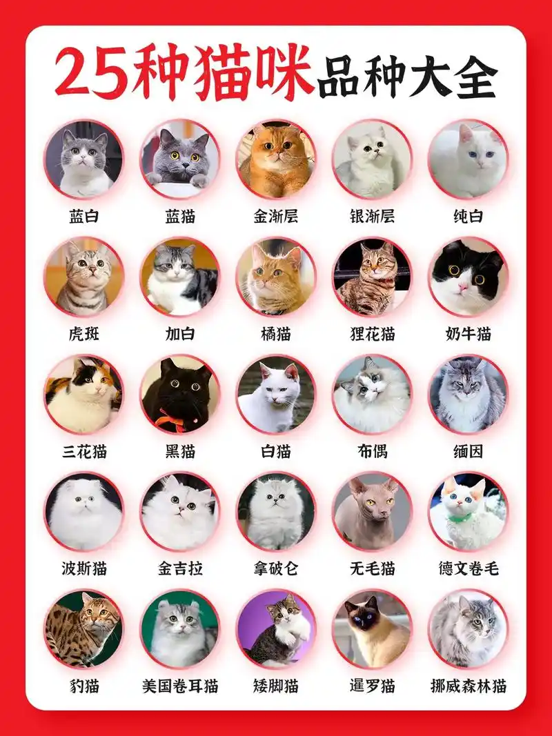 25种猫咪品种大全,一秒认全了解优缺点.含价格#萌宠好物 # - 抖音