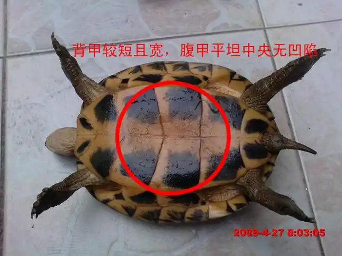 乌龟怎么分公母图解