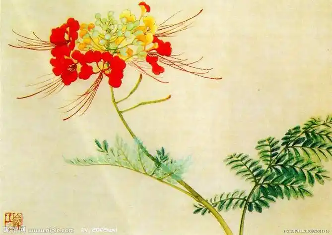 凤凰花简笔画凤凰花简笔画简单漂亮