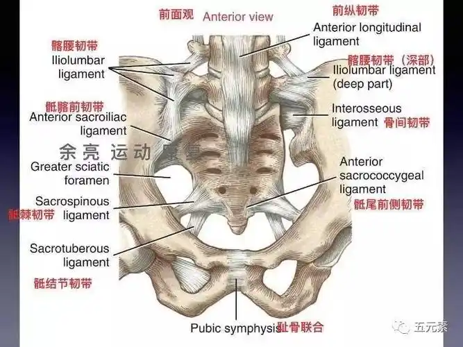 骶髂关节松动术微课1