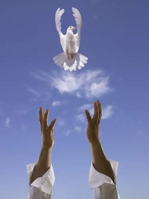 画 动物简笔画  正文内容 关于鸽子的资料 一种善于飞行的鸟小巧放飞