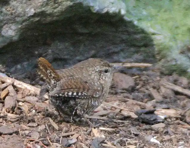 p>冬鹪鹩(学名: i>troglodytes troglodytes /i>):是一种小型 a