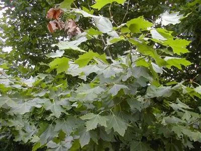 梧桐树图片_梧桐树的种植方法|栽培技术_梧桐树的作用用途-花语谷网