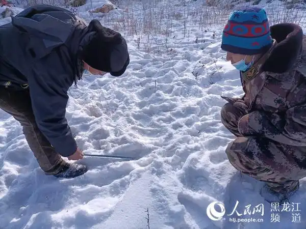 "我们在前往补饲点的途中,会见到野猪,梅花鹿,狍子,兔子等动物的脚印