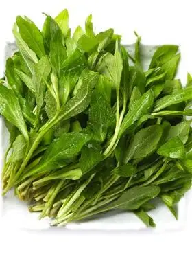 天天鲜马兰头200g/份蔬菜