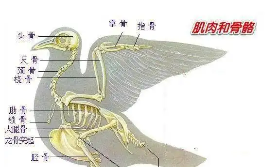恐龙经过漫长的进化,形成了鸟类骨骼这些独特的结构,减轻了重量,加强