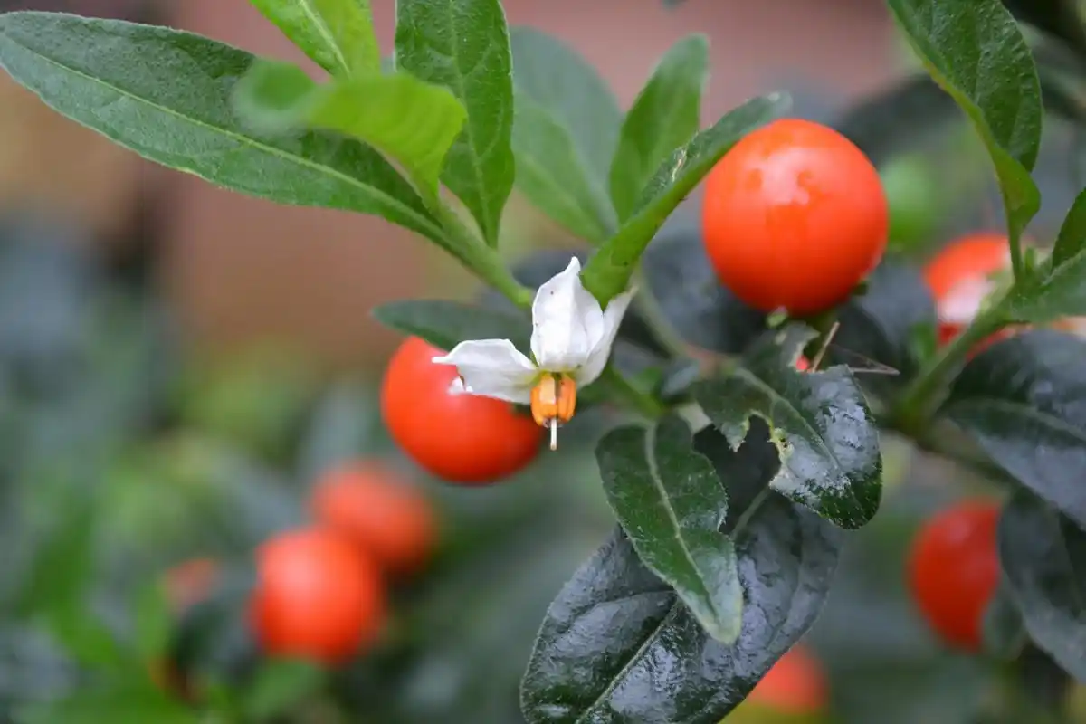 珊瑚樱对土壤的要求不高,但是在肥沃,透气,排水性好