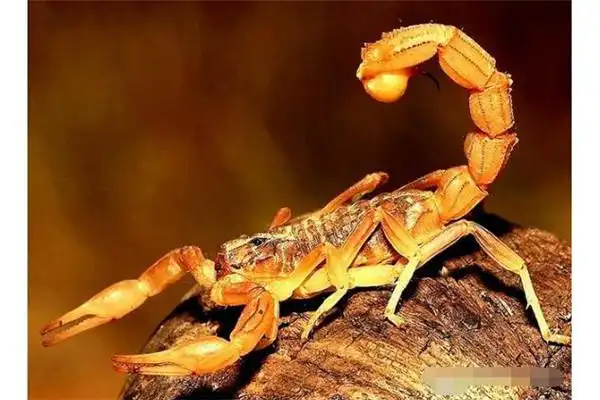 中东金蝎介绍繁殖困难生长速度慢身材纤细