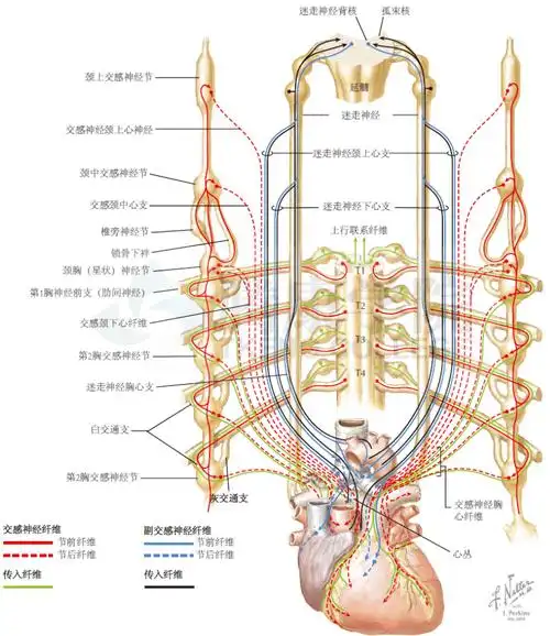 神经解剖学 | 心的神经支配_心脏