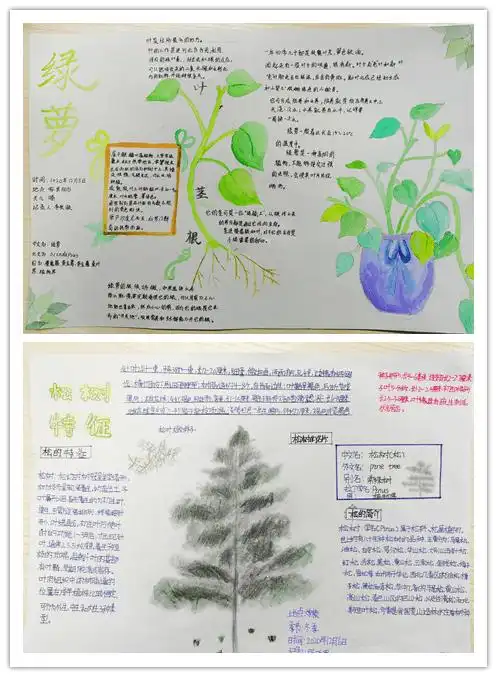 本次自然笔记大赛鼓励学生走进自然中观察,记录,通过书写自然笔记