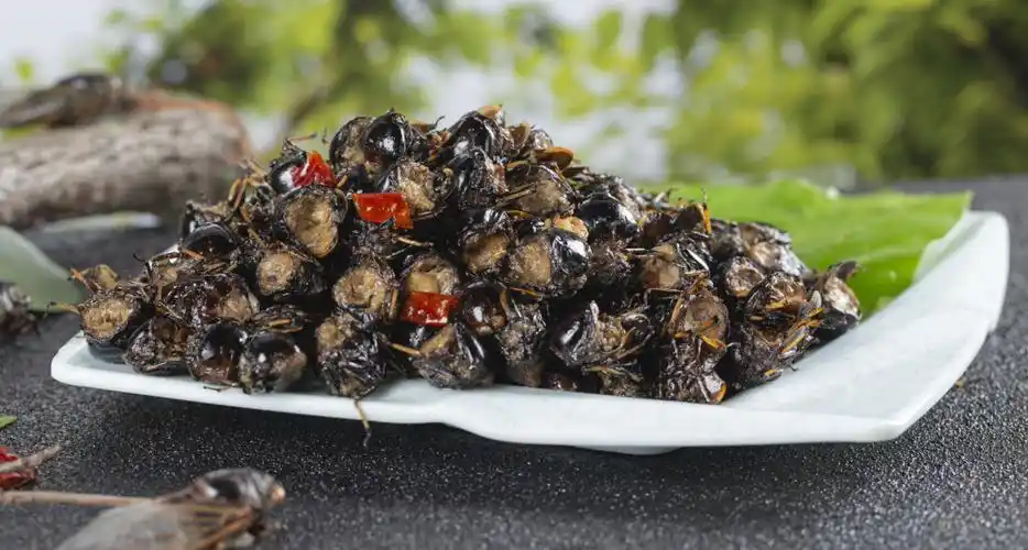 知了知了上市了最新报价每斤180元