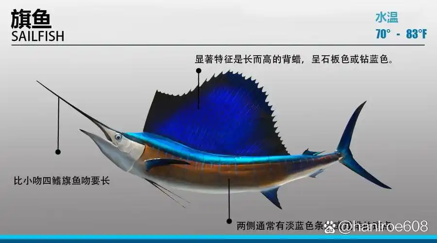 海洋"三剑客":剑鱼/旗鱼/枪鱼951505