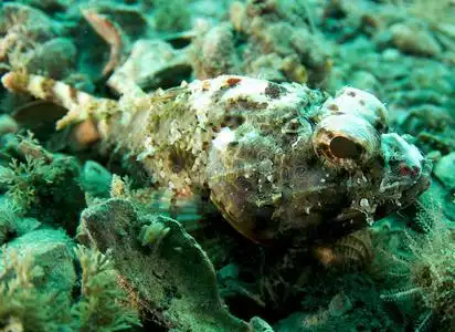 蝎鱼斑蝎鱼照片