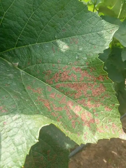 葡萄出现小褐斑病不要慌用好药剂防治措施一看就明白