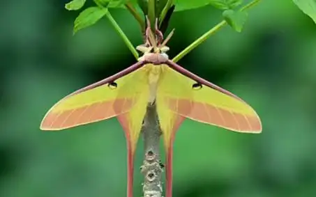 【actias dubernardi】长尾大蚕蛾_哔哩哔哩_bilibili