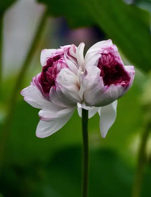 莲花池的并蒂莲开花了