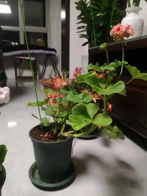 这棵大的天竺葵是不是应该修剪一下