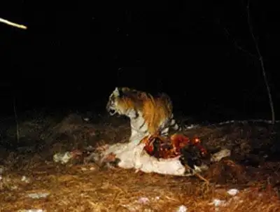 野生东北虎再度现身 小老虎下山吃马被偷拍(图)