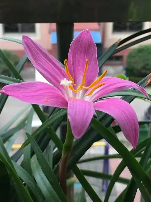 阳台上的韭莲花