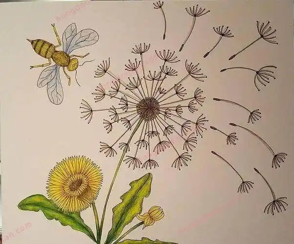 蒲公英的简笔画大墨蒲公英少儿美术怎么样