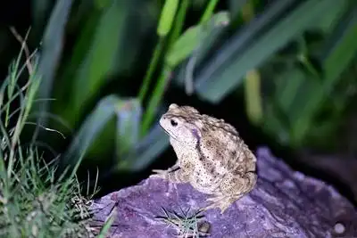 在呱声中寻找水生精灵