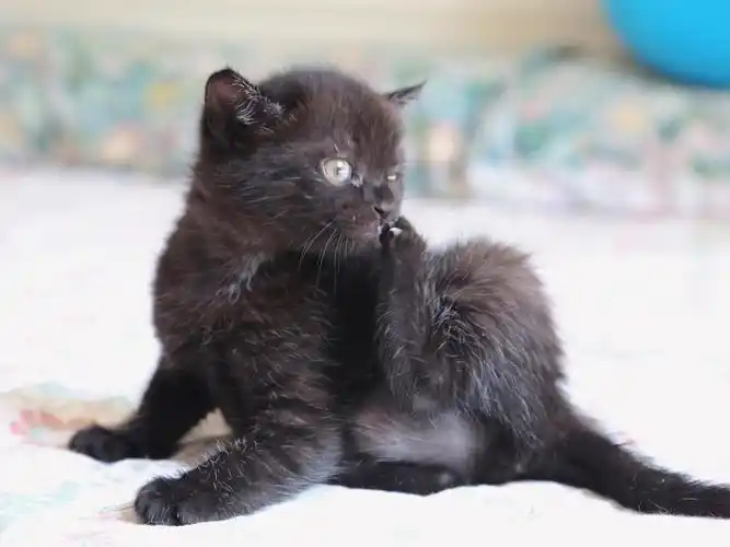 上海领养黑猫妹妹带点狸花花纹