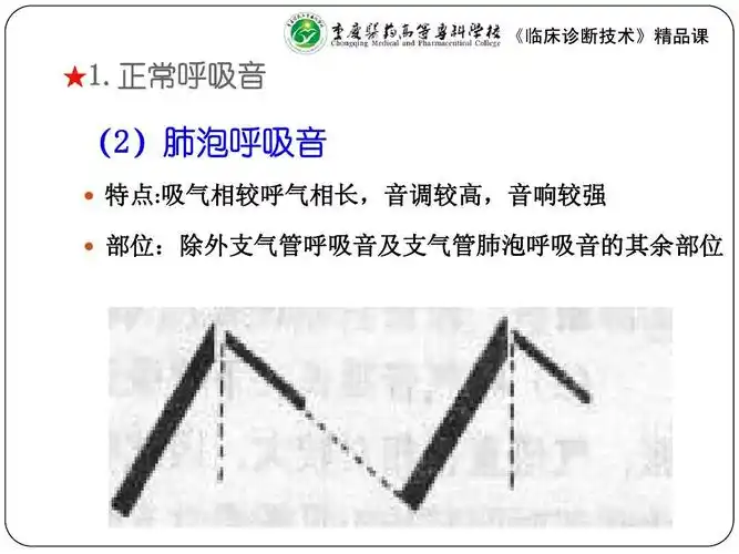 正常呼吸音 (2)肺泡呼吸音   特点:吸气相较呼气相长,音调较高,音响较